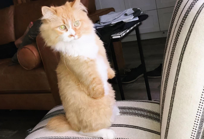 这只猫咪因意外失去前肢，却进化出能直立行走的特技，变身霸王龙
