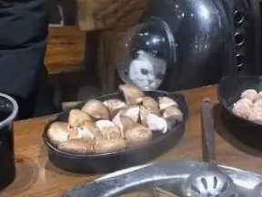 主人吃火锅，猫咪只能在包里看，一脸的委屈：我就只配闻味吗