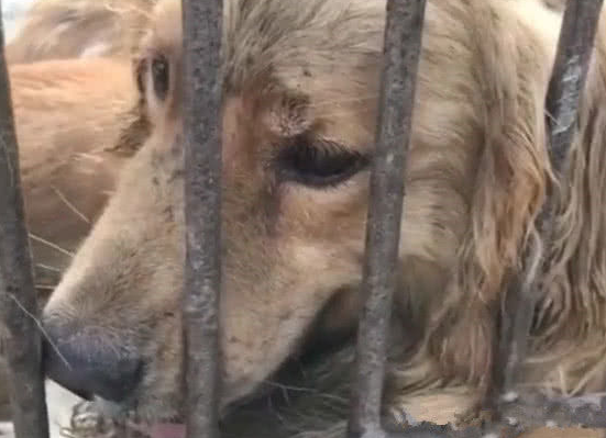 狗肉车里的狗狗们，二哈沉默，金毛流泪，阿拉斯加犬一脸绝望！ 