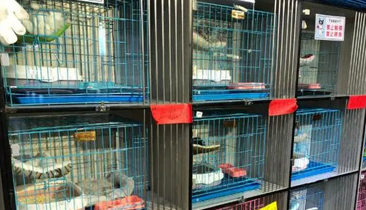 春节临近合肥宠物寄养预定火热 记者探访：多家宠物店涨价100%