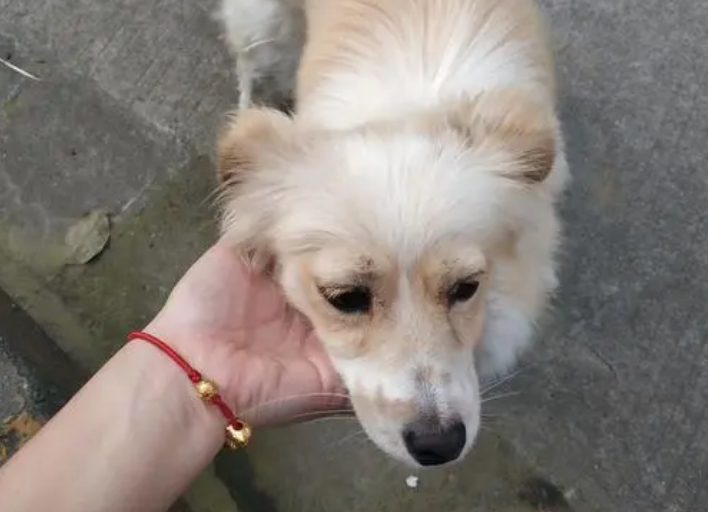 无锡这边的狗子们，你们怎么了？