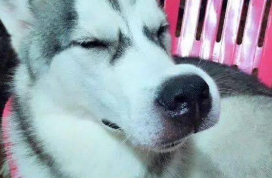 哈士奇挑衅蜜蜂，被扎后还一脸得意