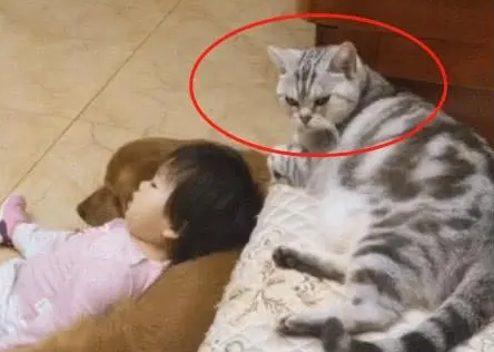 猫咪和狗狗陪小主人一起看动画片，猫：为了这个家，我付出了多少