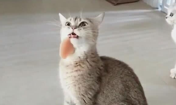 小猫偷吃肉被发现, 当场慌了神, 小表情让主人捧腹大笑! 