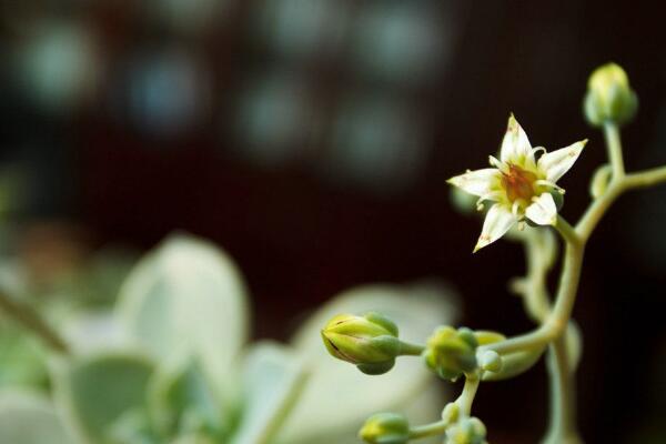 宝石花和观音莲的区别，详细介绍叶子和花朵的不同