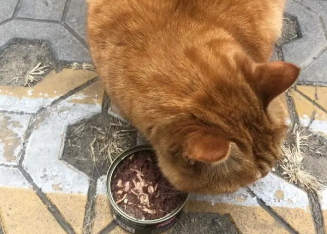 餐馆老板养的橘猫，经常偷偷溜出来偷吃剩饭，怪不得这么胖