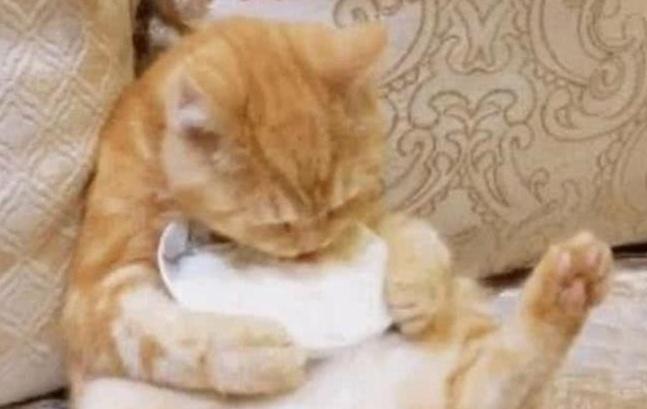 橘猫抱着小盘子坐在沙发上吃东西，太会享受了！