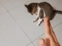 听到主人砰的一声，猫咪立马哀嚎着倒地，真是一只戏精猫