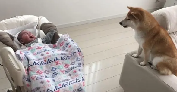 柴犬照顾小宝宝，比女主人还有耐心，哪个幼师学校毕业的？