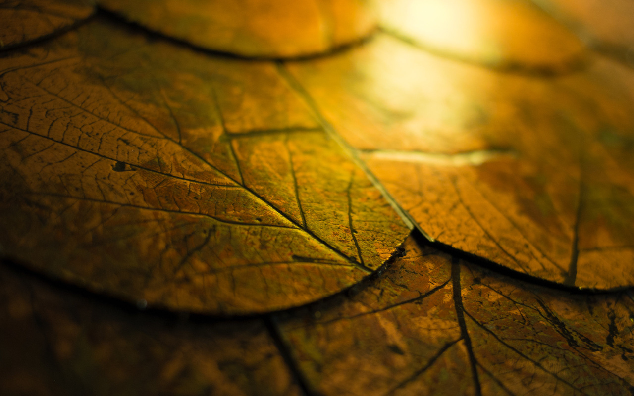 壁纸软件免费_linux壁纸软件_壁纸软件wallpaper