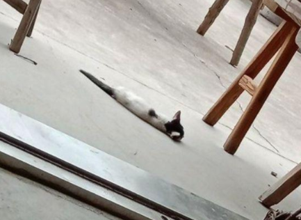 7岁女孩用水泥袋压流浪猫，开始不敢确定，真相让人寒心！