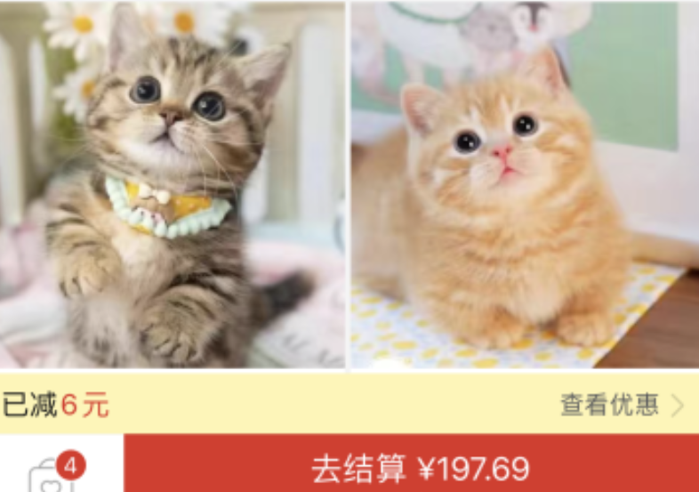 网购平台上的活体销售：小猫小狗怎么进了快递盒？