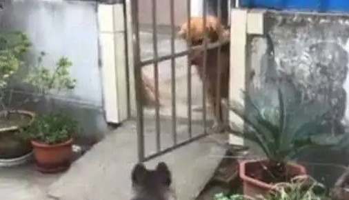 哈士奇去找金毛玩，结果却被金毛一脸嫌弃的拒绝