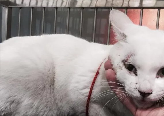 散步时看见走丢8个月的猫，铲屎官落泪：对不起我来晚了！