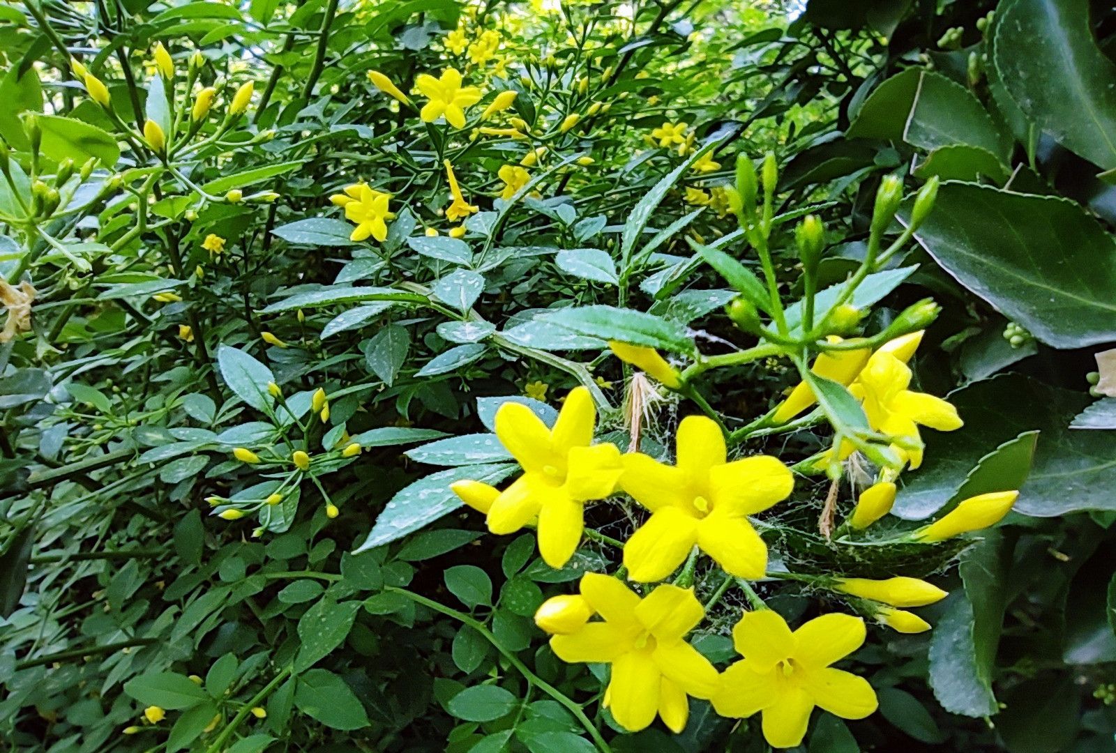 春日使者探春花与迎春花区别与养护指南！