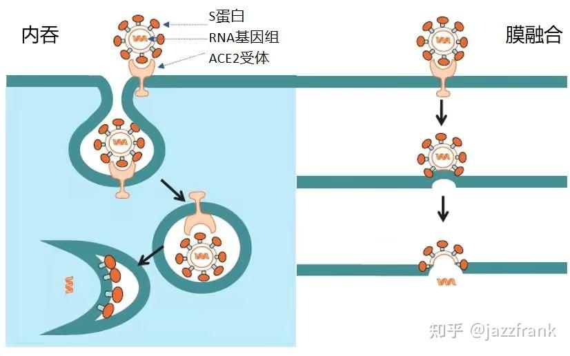 克罗恩病基因_克罗恩病遗传吗_克罗恩是遗传病吗