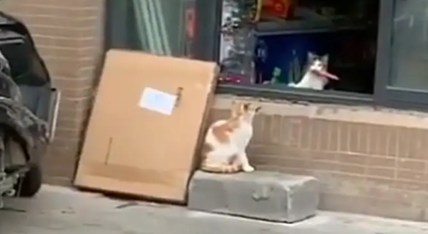 两只猫咪到小卖店偷香肠，一只偷另一只放哨，网友：团伙作案……