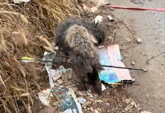一只毛发肮脏打结的流浪狗，还被人用箭射穿了身体