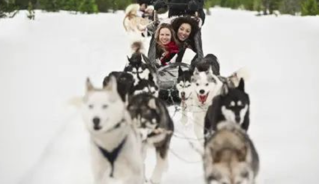 它们雪季拉雪橇为主人赚钱，雪季一过就要被卖到狗肉馆......