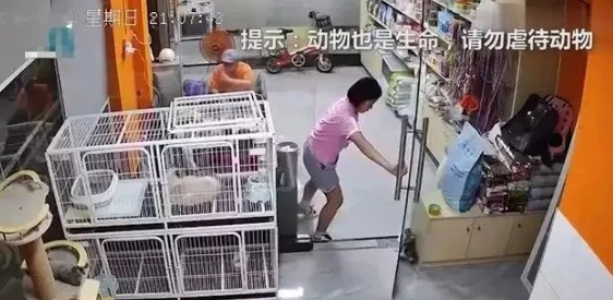 广东一女孩在宠物店推门夹死小猫，店主：已经约家长见面解决