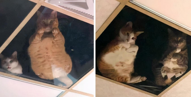 主人把天花板换成玻璃让猫们在上玩耍，结果画风突变猫咪化身监工