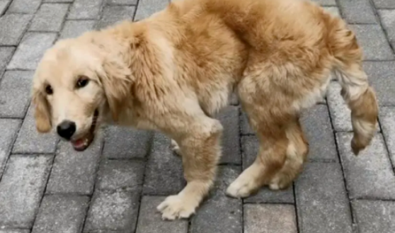 不爱请别伤害！金毛犬无故被踢半天的，在一次次伤害后，金毛害怕，警惕周围的人！