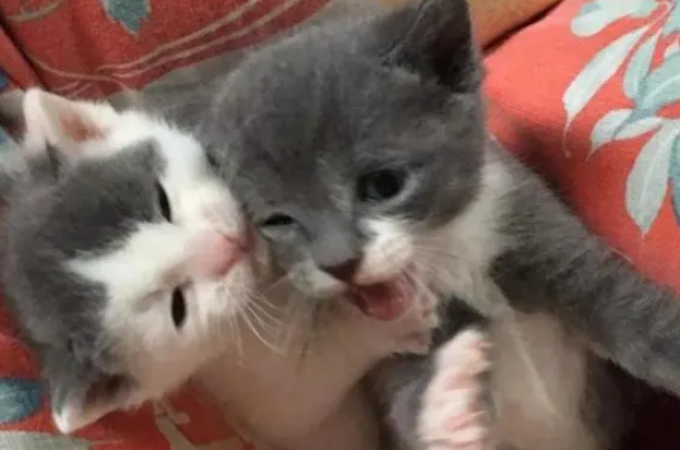 流浪猫被女子带回家，只因它脚趾头挺多，2小时后就生了6只小猫
