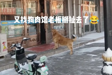 金毛每次路过狗肉店的时候，都会对着门口吼叫