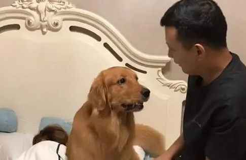男主人伸手过去假装打女主人，金毛一个动作让他后悔了