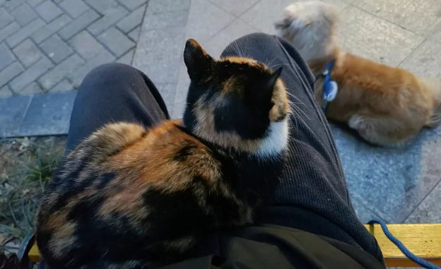 流浪三花猫强行选中小姐姐，小姐姐家里有猫无奈拒绝，三花：我，大美女，被拒绝了？