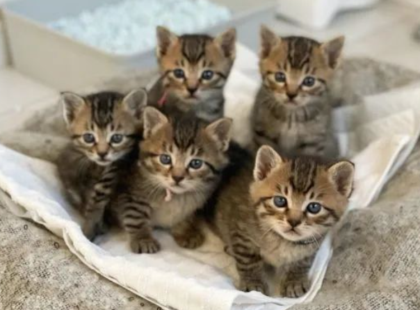 五只小奶猫竟神同步做出这一动作，萌化网友：五倍的可爱呀！