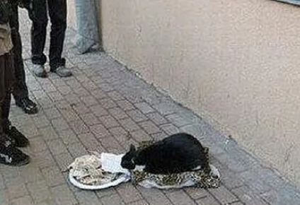 猫咪趴在街头睡觉，醒来后看到一盘子纸币