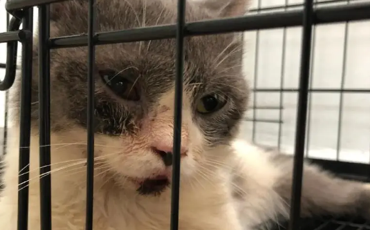 流浪猫被新刷的水泥封在墙角，女子用筷子挖洞解救小猫