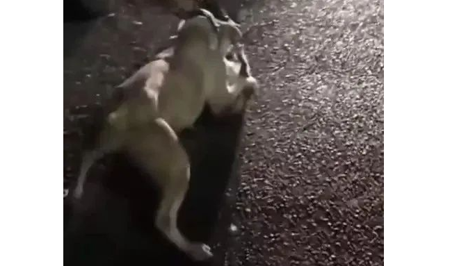 过分！广东一女子发现流浪猫被狗咬住，一路恳求狗主人施救遭无视