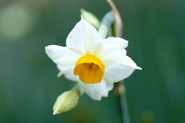 水仙花的外形和特点