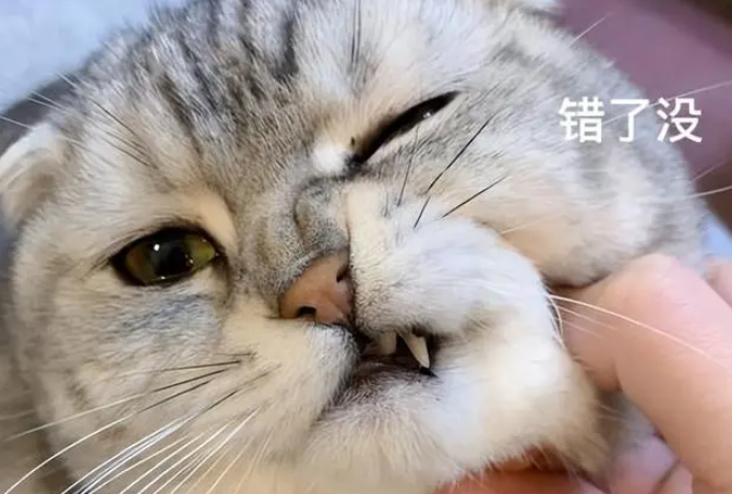 路上捡到一只美短猫，养了半年后，我的噩梦就开始了！