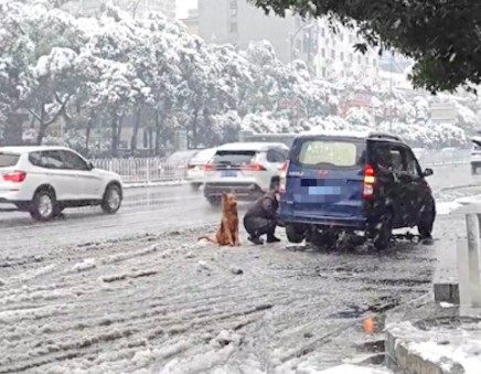 雪天汽车坏了主人在修，让狗狗坐在他旁边等着！狗：我是警示牌？