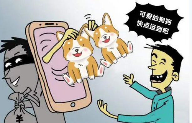 【普法时刻】朋友圈购买宠物 警惕遭遇“汪财两空”