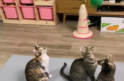  猫咪被小主人抱着“蹂躏”，一脸生无可恋：做猫好难啊