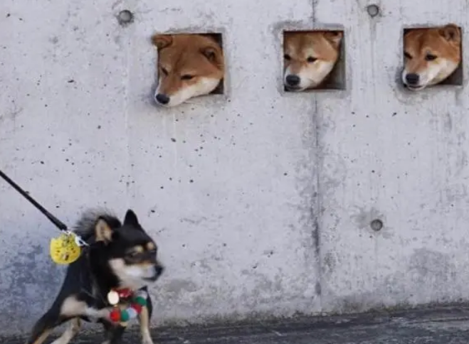 主人特地在墙上开三个洞，让柴犬卡在里面！“卡洞三柴”横空出世