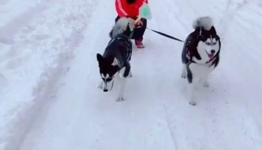 主人让哈士奇拉着自己在雪地里玩，结果令人心疼