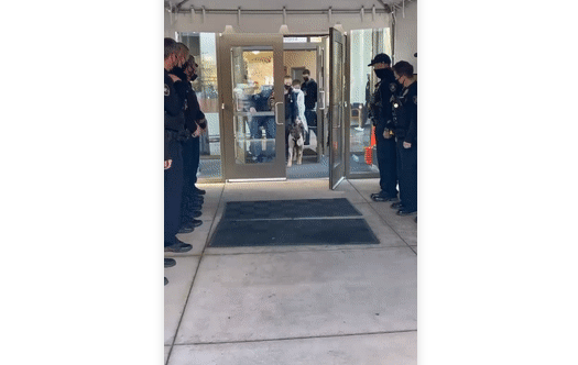 警犬即将退休，最后一场追捕却身中两枪，出院画面太感人了！