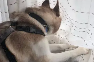 二哈楼下拆车后，回家躲起来偷看，事情暴露后主人赔大了
