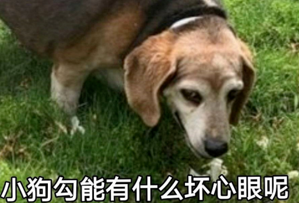 父子俩偶遇瘫痪流浪狗，走近一看竟傻眼：原来你就是影帝？