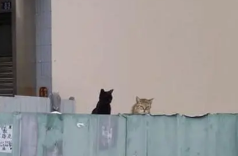 远远看到一只猫的影子特别黑，好奇上前一看被吓到：两只猫在瞪我