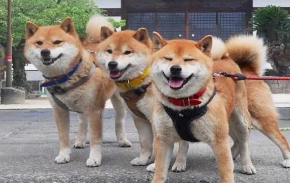 墙上长狗头了！三只柴犬卡在墙洞中，瞬间成为网红狗狗