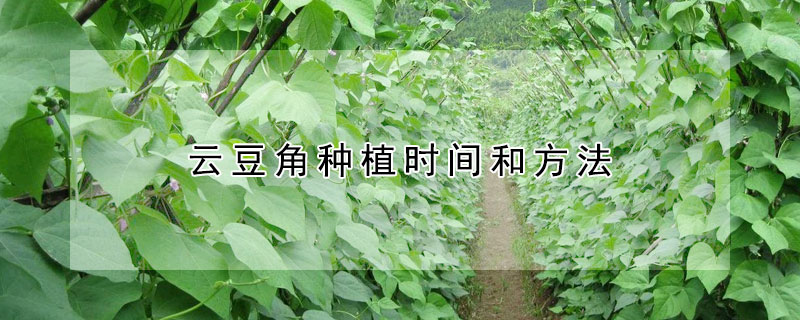 云豆角种植时间和方法