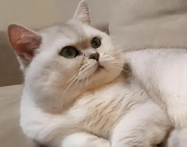 猫咪被主人养的太胖，都成一个雪团子了，小身子一扭一扭的好可爱