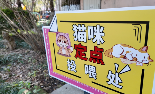 小区流浪猫有点多！看整改成效如何？记者回访