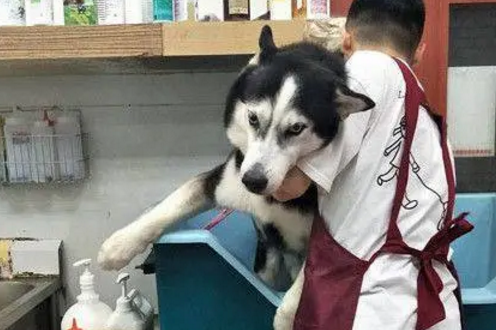 主人骗哈士奇出去玩，结果发现是去洗澡，于是二哈崩溃了